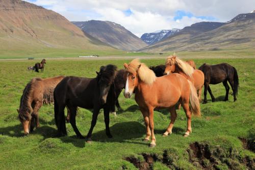 Island sever koně