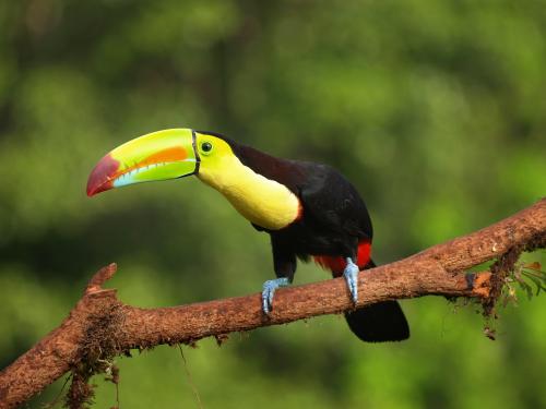 Costa Rica - Tukan žlutoprsý